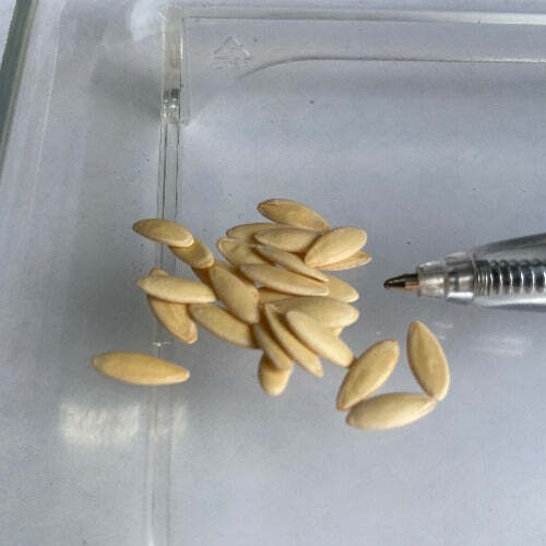 Cucumis sativus | Brown Russian | Brown Cucumber | 10 Seeds