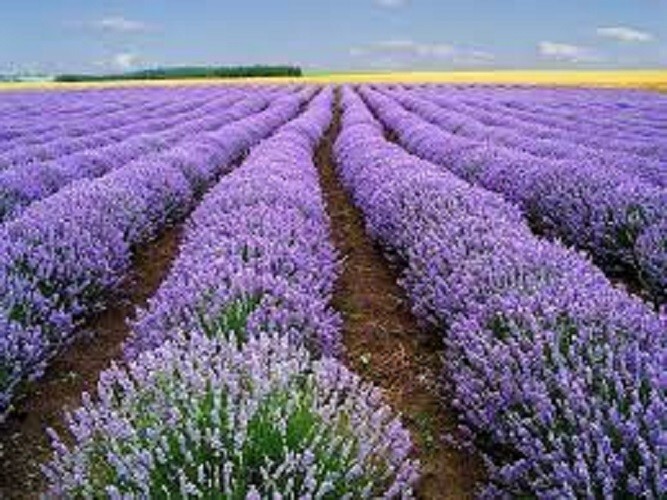 Premium Vera Lavender – Fresh Organic Heirloom Seed – Buy any 3 var, 20% off!