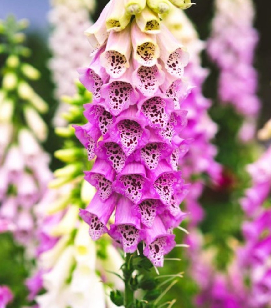 1500+ Foxglove Mix Seeds **Fresh Seeds** ~~Free Shipping~~