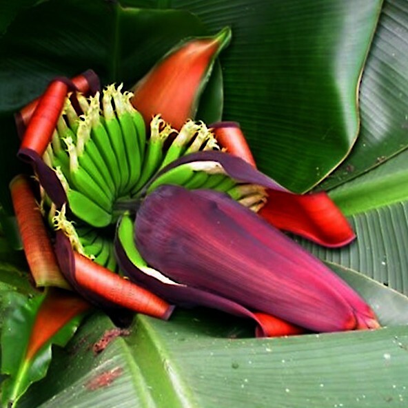 5 Red Tiger Darjeeling Banana Plant Tree Seeds (Musa sikkimensis) Hardy-Zone 5