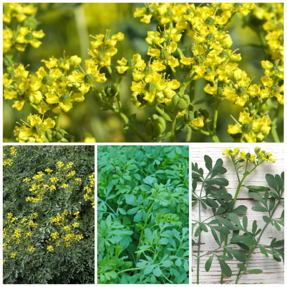 Rue Herb Seeds For Planting (Ruta graveolens)