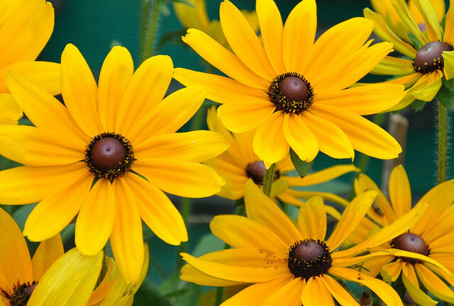 Black Eyed Susan 1000 – 160K Seeds Rudbeckia Hirta Yellow Wildflower Beautifulv
