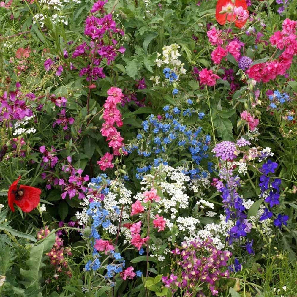 Diverse 1 lb Wildflower Seed Mixture for Partial Shade – Blooms Spring to Fall