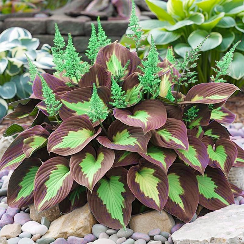 220+ Mix of Rare Hosta Seeds for Perennial Outdoor & Shade Gardens