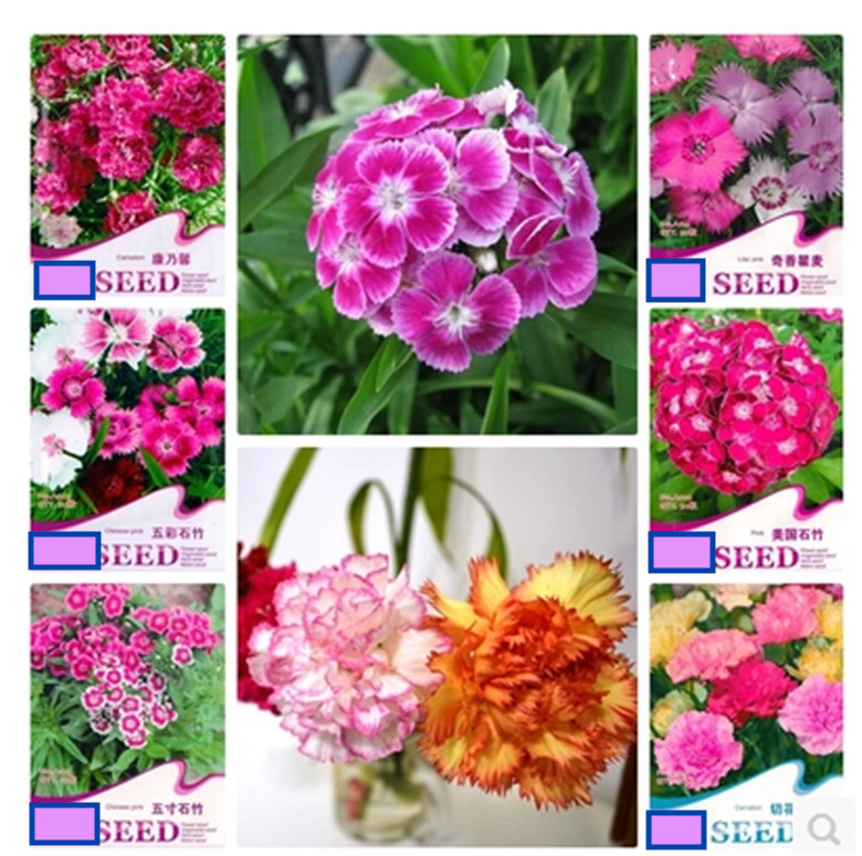 25pc CARNATION SEEDS Garden Plant Flower rare exotic USA seller FREE shipping