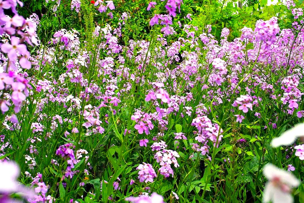 Dame’s Rocket Seeds | Sweet Violet Purple Wildflower Perennial Flower Seed 2025