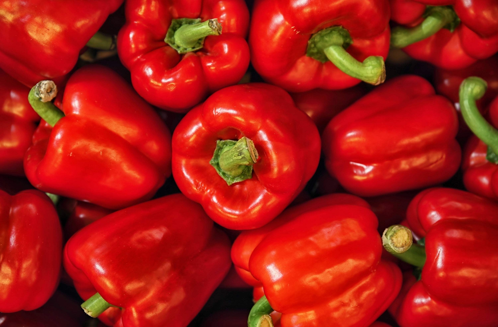 1000 BIG RED Bell PEPPER Sweet Capsicum Annuum Vegetable Seeds