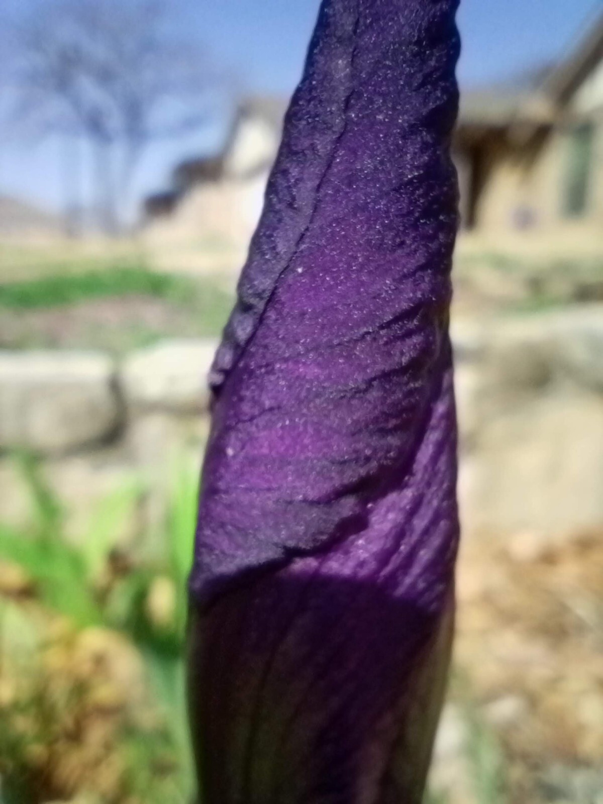 (10) TALL BEARDED IRIS RHIZOME LIVE ROOT GARDEN PLANTS SPRING PURPLE FLOWERS FUN