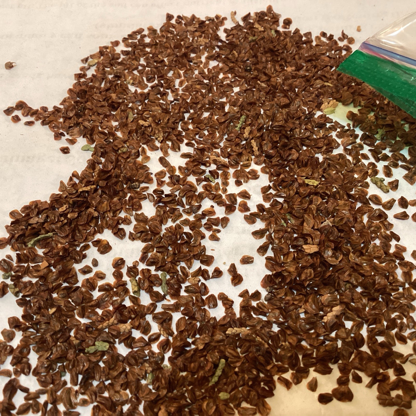 Arizona Cypress Tree Seeds ((Cupressus Arizonica)