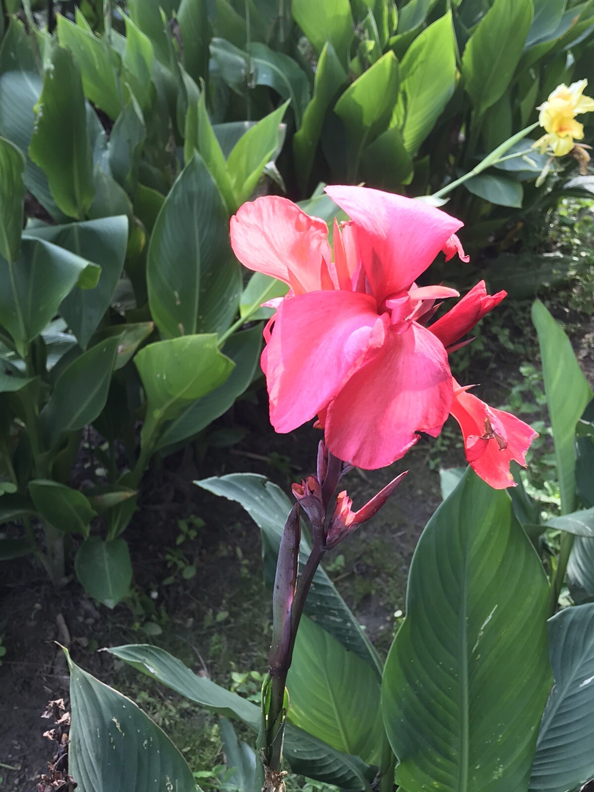 10 Bulb MixCanna Delight Mix Various Cannas Including Cleopatra And Tiger Bengal