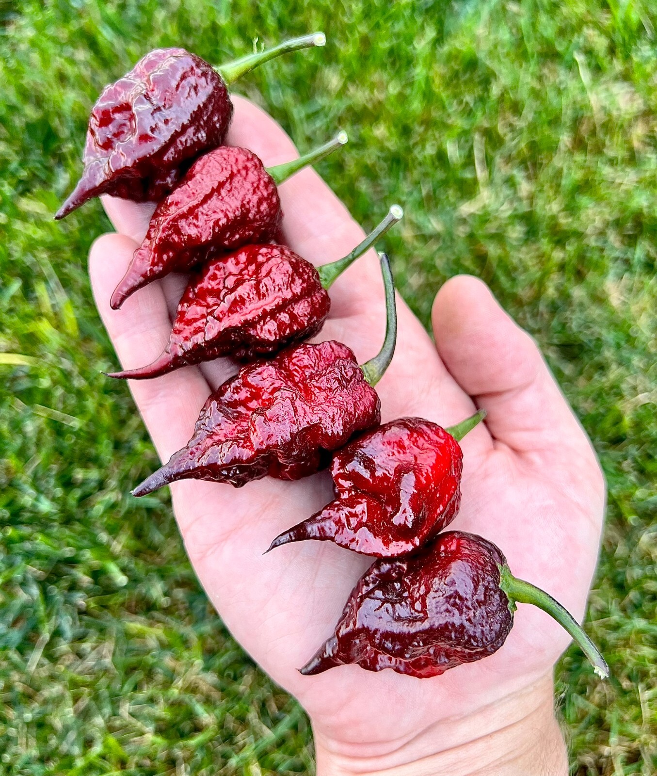 Moruga BlackJack Superhot Pepper Seeds – Non-GMO Organic Superhot Pepper