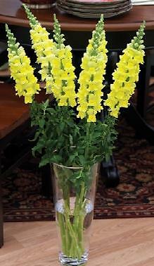 Snapdragon Maryland GF1-2 Yellow 500 seeds