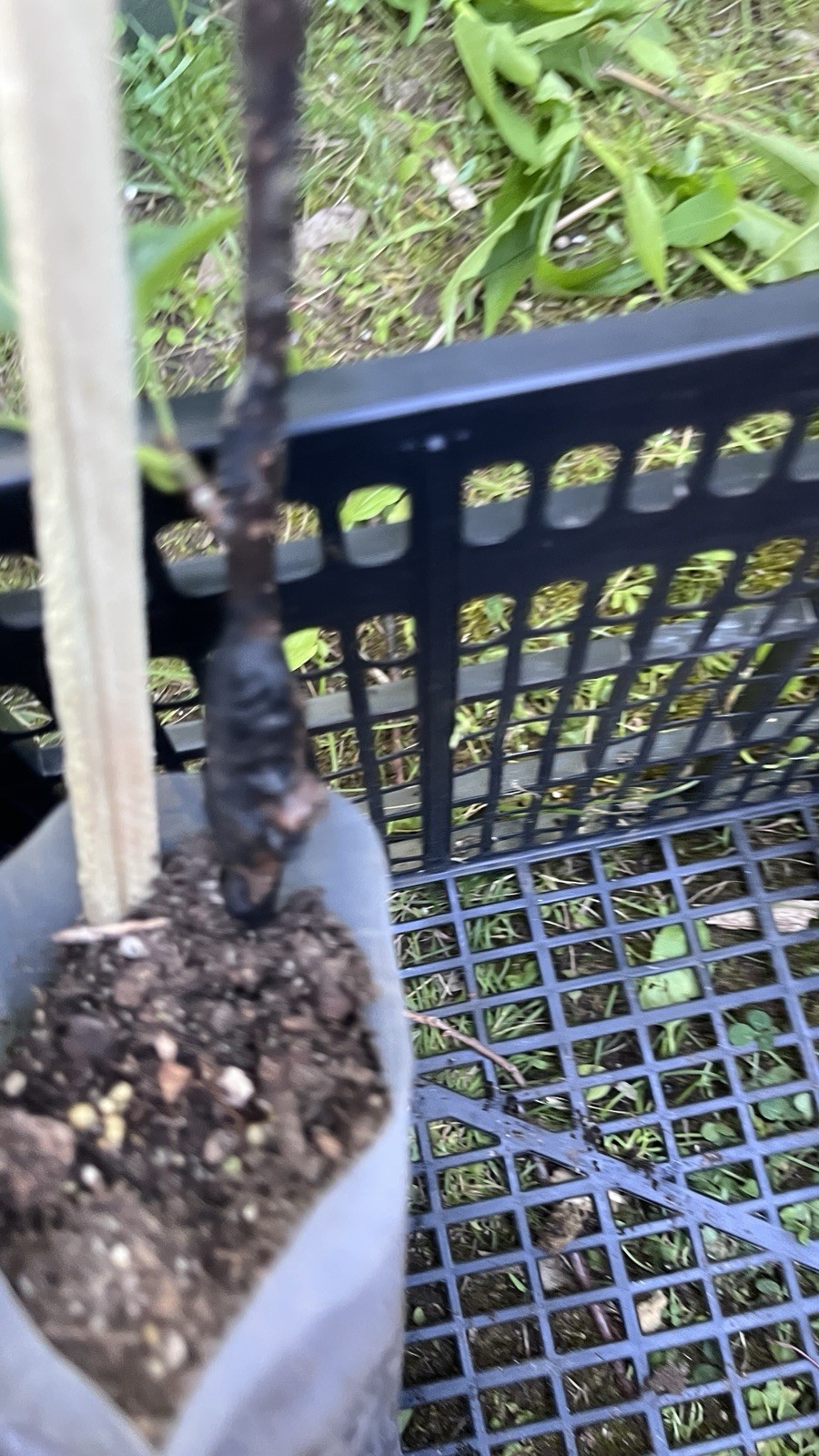 Shin Li Asian hybrid pear tree, grafted plant 1 year old 6-10 inches tall