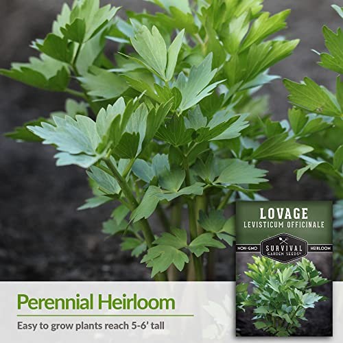 – Lovage Seed for Planting – Pack with Instructions to Plant and Grow 1