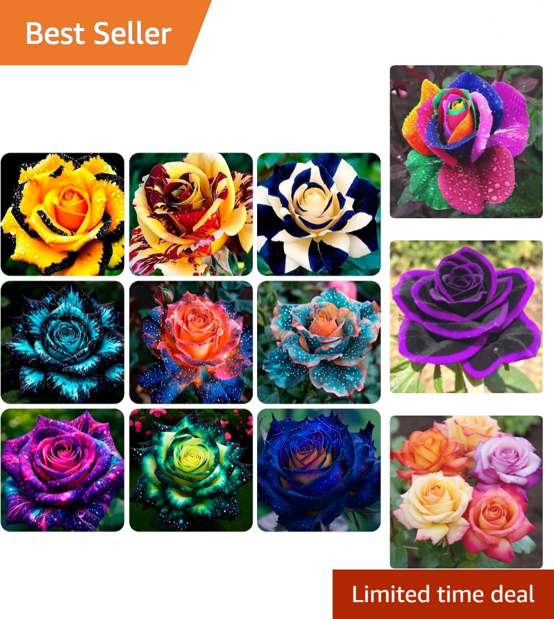200+ Rose Hybrid Seeds for Planting Outdoor-Perennial Rare Rose Flowers Plant…