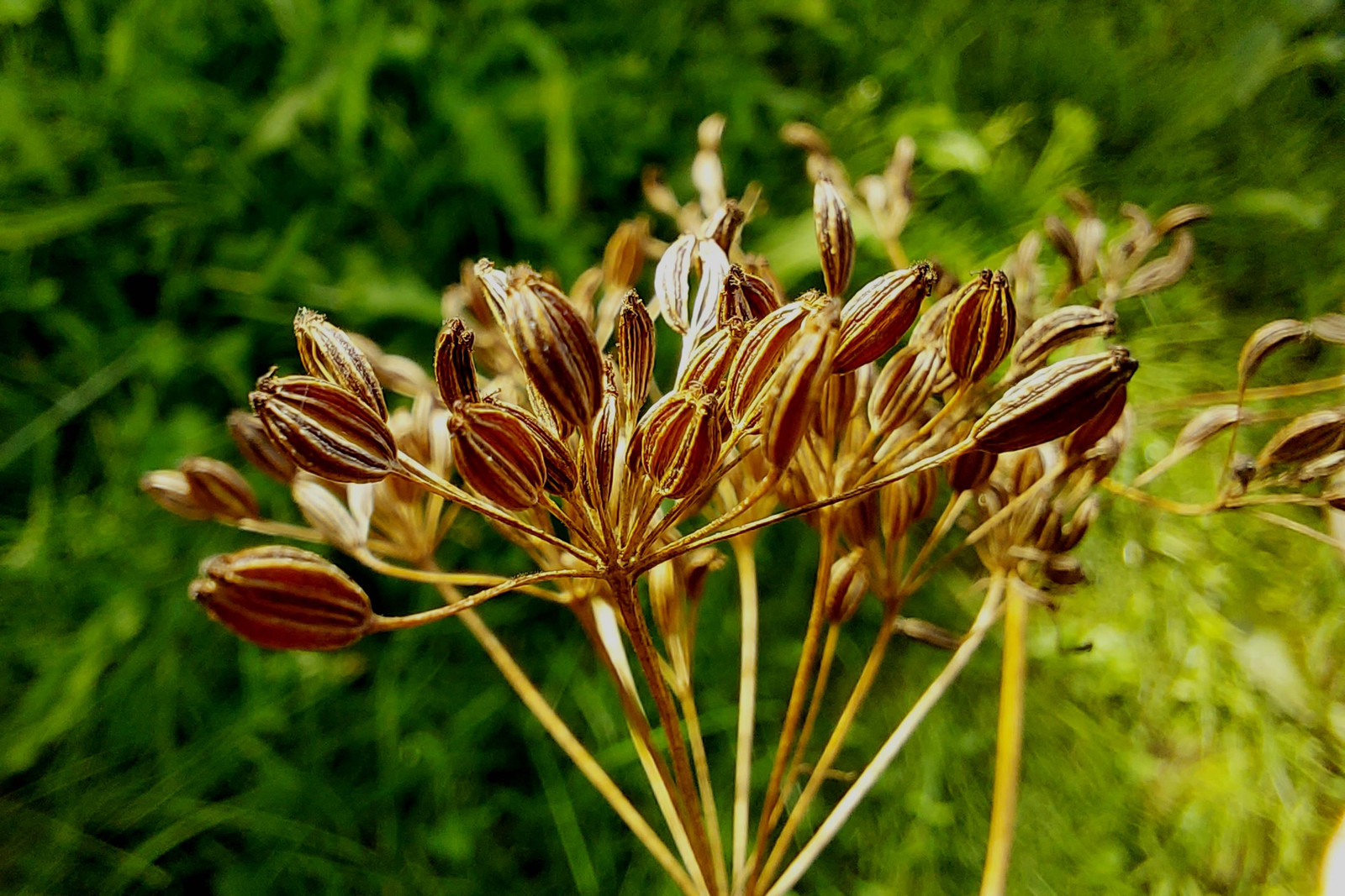 Caraway Seeds for Growing, Non-GMO, With Tracking, Culinary Herb Seeds, Urban