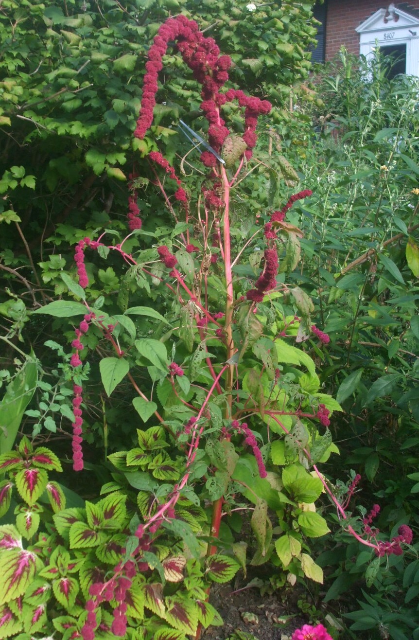 100 seeds of dreadlock amaranth striking beauty in burgundy – organic crop 2022