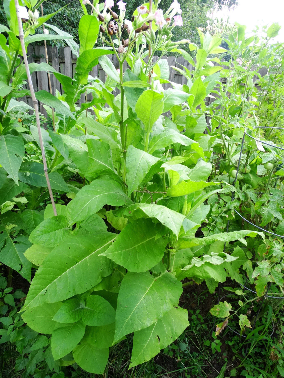 HEIRLOOM TURKISH BLACK SEA BASMA 2000+ SEEDS BEST AROMATIC ORIENTAL TOBACCO 2023