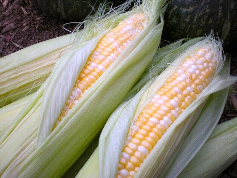 Scarborough Seeds Bicolor Corn (Peaches And Cream) 25 Seeds NON-GMO USA