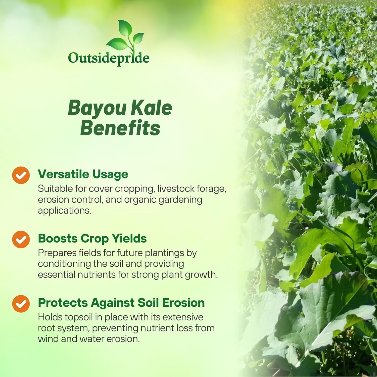 5 LBS Bayou Kale Cover Crop, Forage, & Wildlife Food Plot Seed