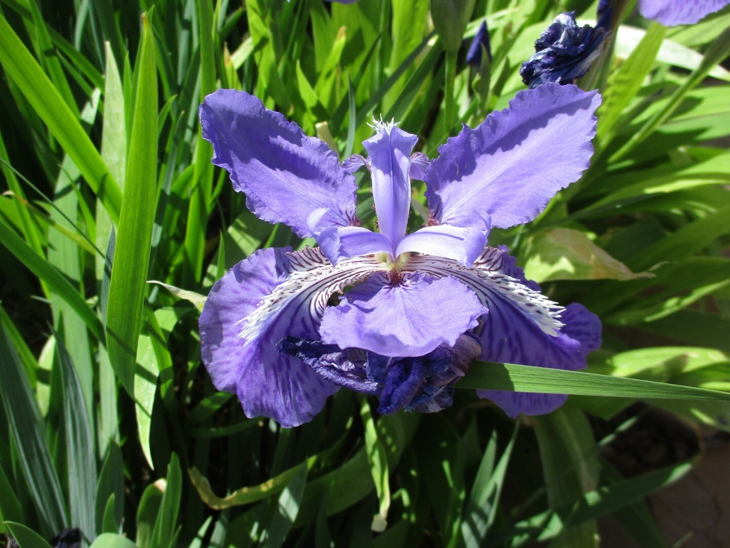Siberian Iris Light White & Purple