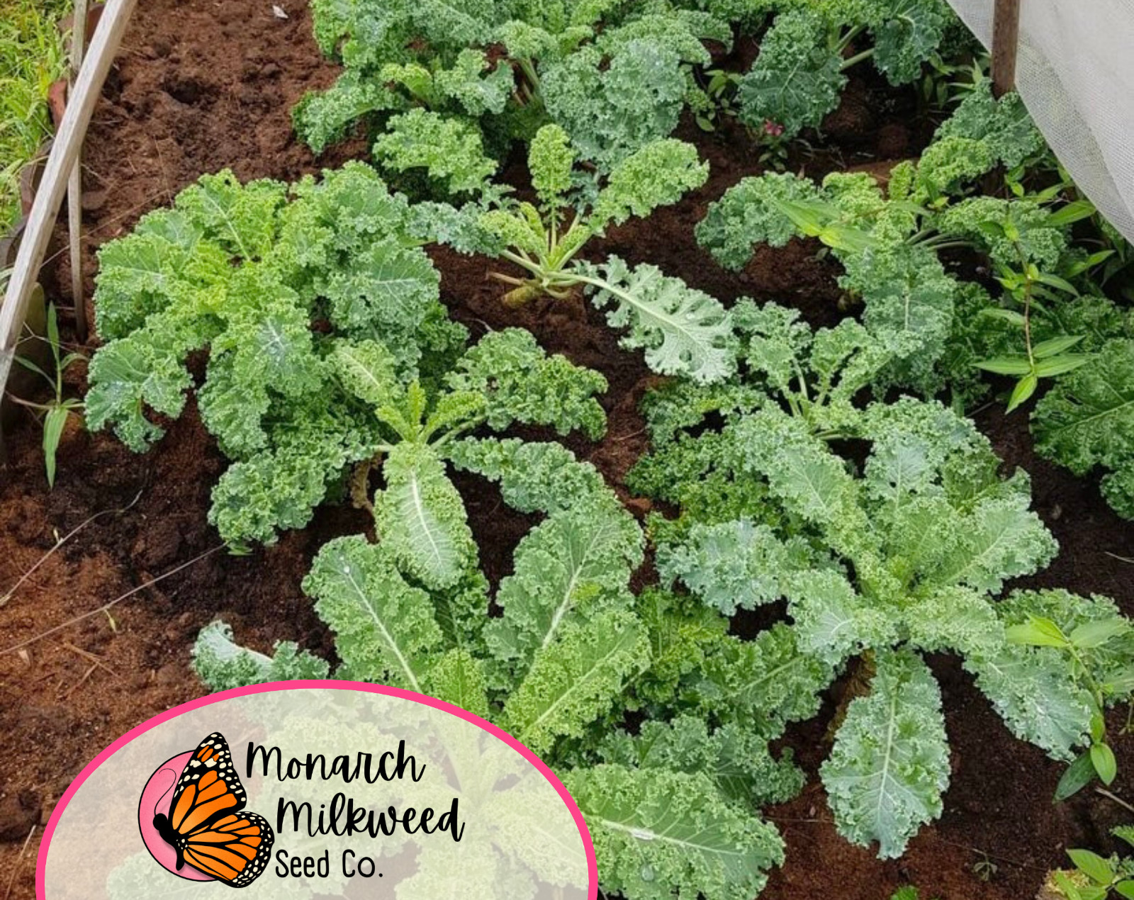 2500+ Kale Seeds ‘Vates Blue Scotch Curled’ | Heirloom, Non-GMO Vegetable Seeds