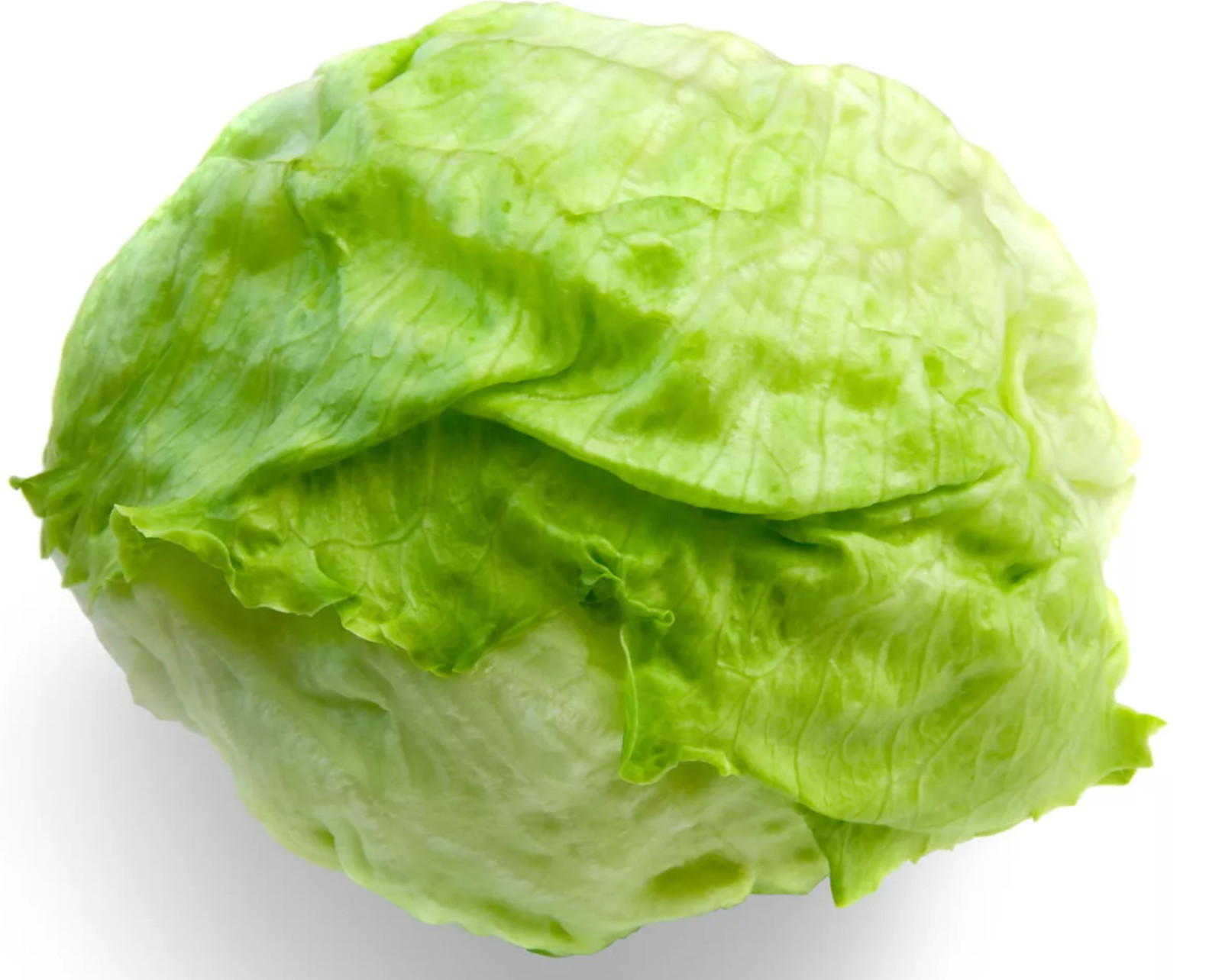 Crisphead Iceberg Lettuce Seeds | NON-GMO | Heirloom | Fresh Garden Seeds