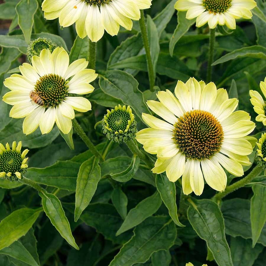 50 Green Twister Coneflower Seeds Echinacea Perennial Seed Flowers US SELLER