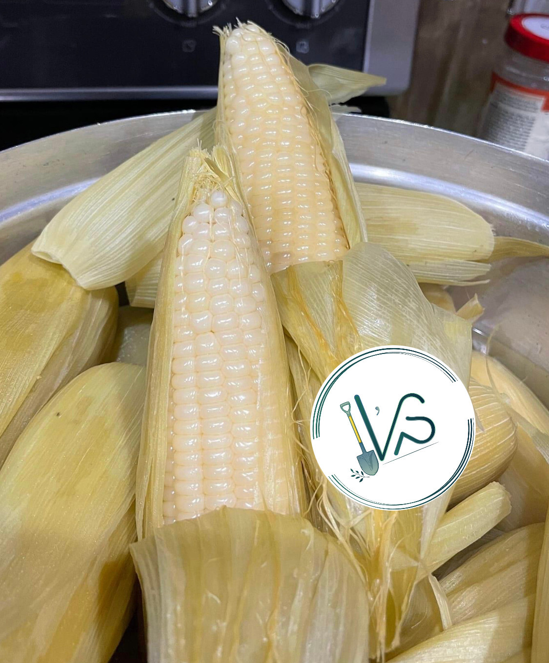 10GR = 30+ PCS WAXY CORN WHITE EXTRA STICK SEEDS , BẮP NẾP NÙ SIÊU DẺO, 糯玉米