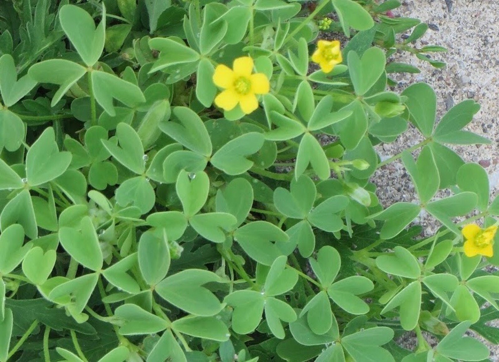 WILD & CLEAN!Oxalis Stricta Yellow Wood Sorrel 2024 Seeds~Lemon Clover*Sourgrass