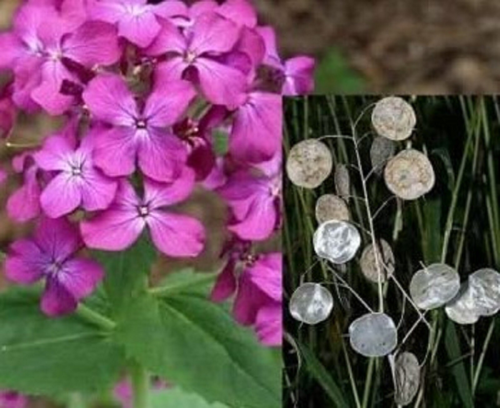 Money Plant Seeds Lunaria Annua Violet 50+ Seeds BUY 4 GET FREE SHIPPING