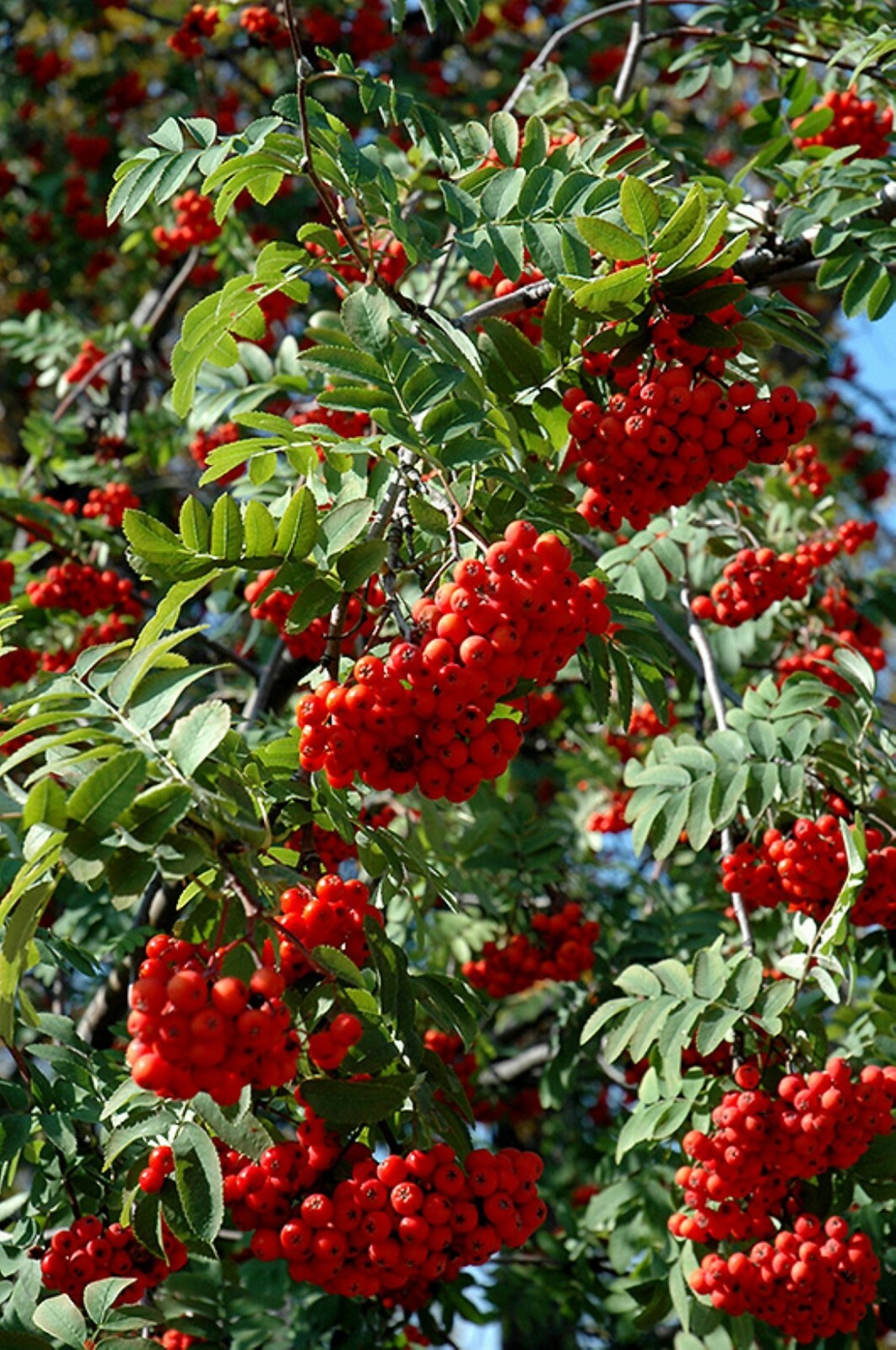 18-24” tall European Mountain Ash 2 Year Old (Sorbus aucuparia) tree