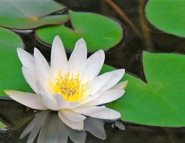 25 White Water Lily/Lilly Pad Seeds Aquatic Pond Plant Oklahoma USA