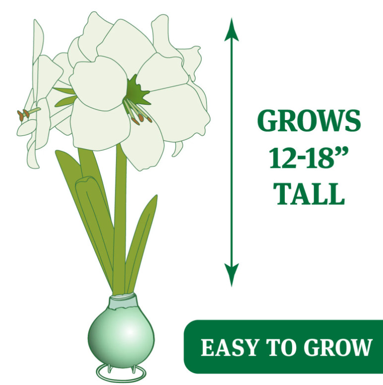 Gold Waxed Amaryllis Bulb with Stand, No Water Needed, Blooms 4-8 Weeks