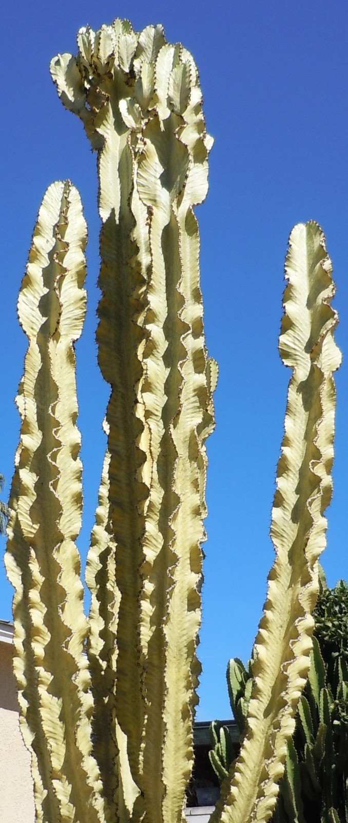 Live Succulent Cuttings – Euphorbia Ammak Desert Cactus (11 inches)
