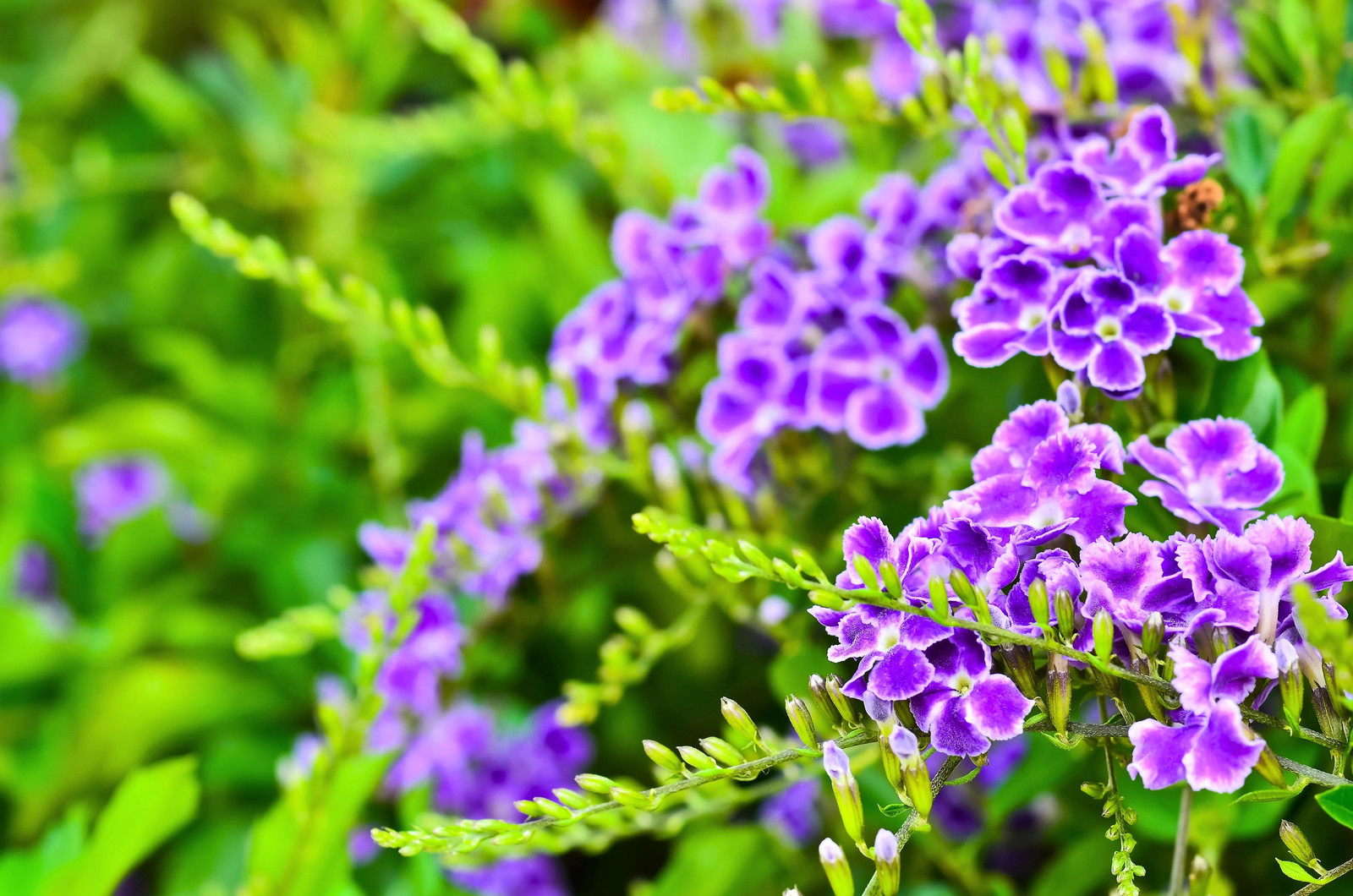 10 GOLDEN DEWDROP Duranta Erecta Repens Golden Foliage Blue Violet Purple White