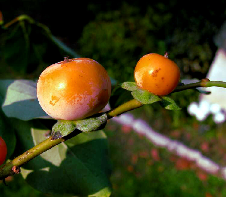 10 DATE PLUM FRUIT TREE SEEDS (Diospyros Lotus) “MEDITERRANEAN PERSIMMON” PLANT