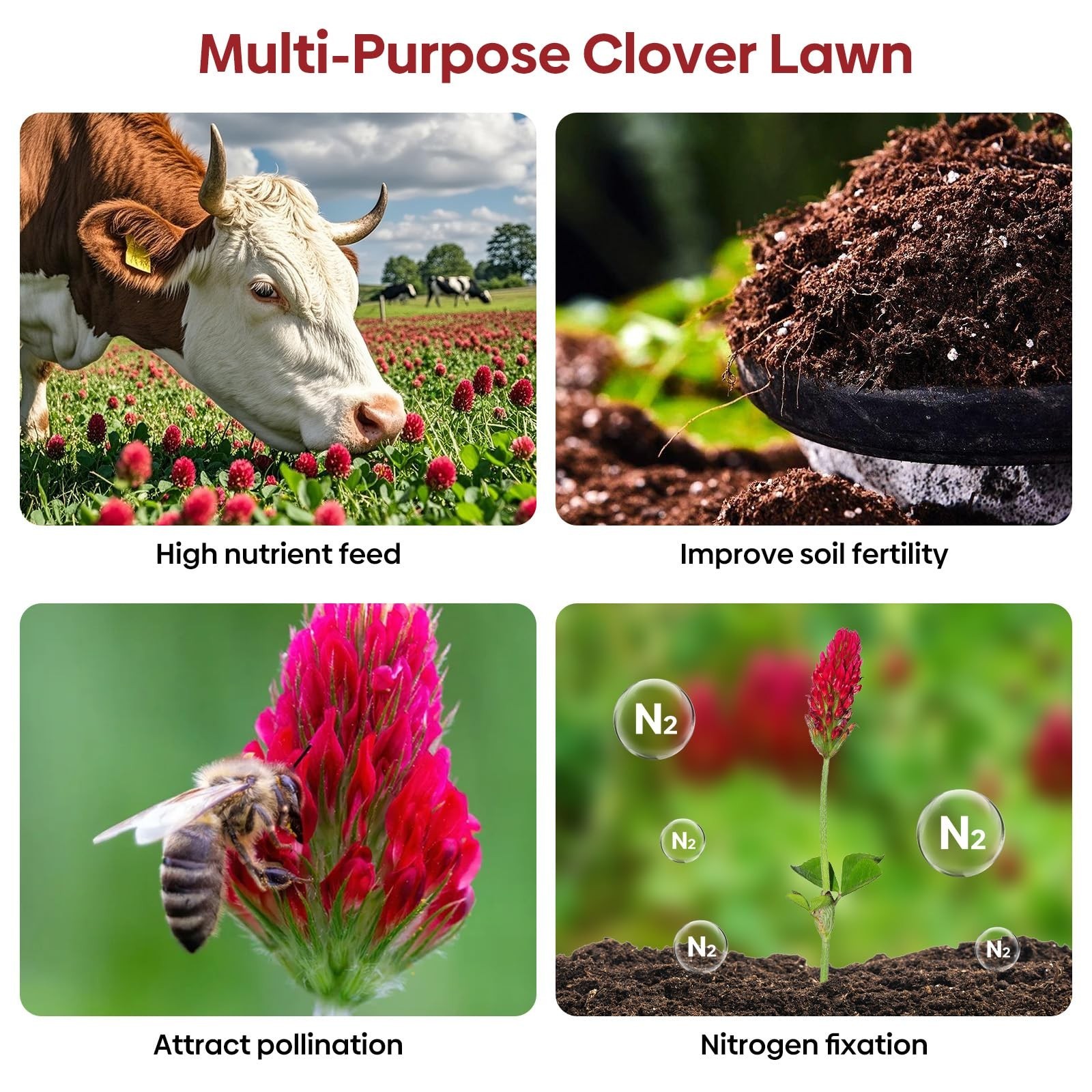 Crimson Clover Seeds 2 lbs – Nitrocoated, Inoculated, Attracts Pollinators, Lawn