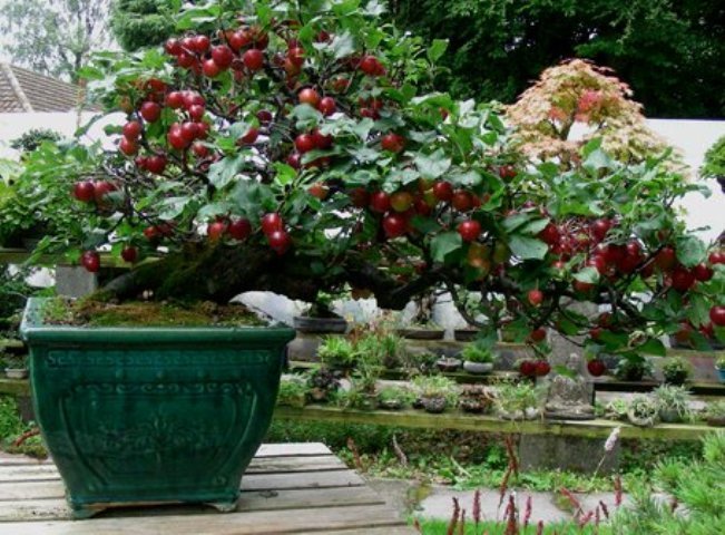 Natal Plum, Carissa macrocarpa, (Carissa grandiflora), Shrub Seeds