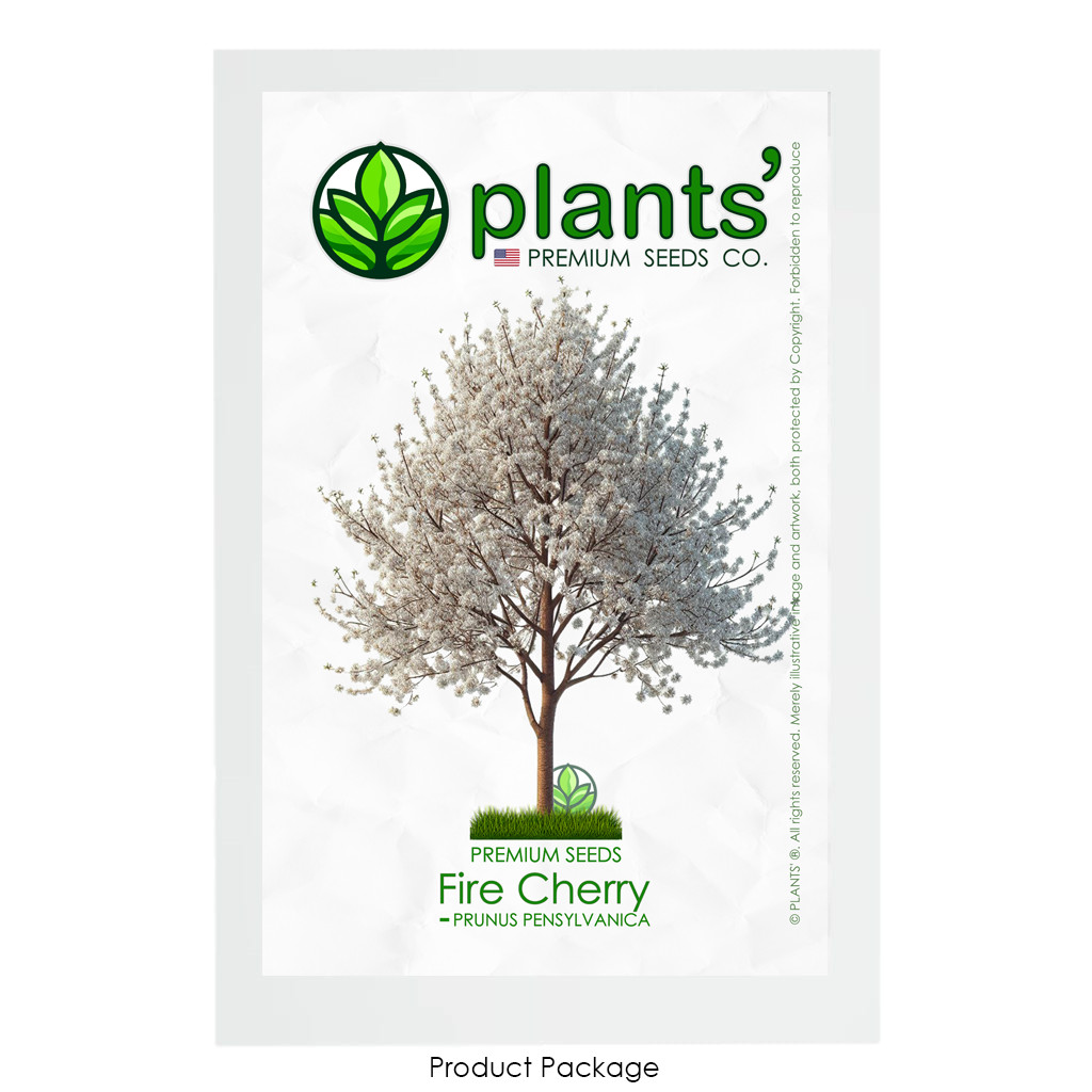 Fire Cherry Tree | Premium Seeds | Prunus pensylvanica ‘Spring’ | Plants’®