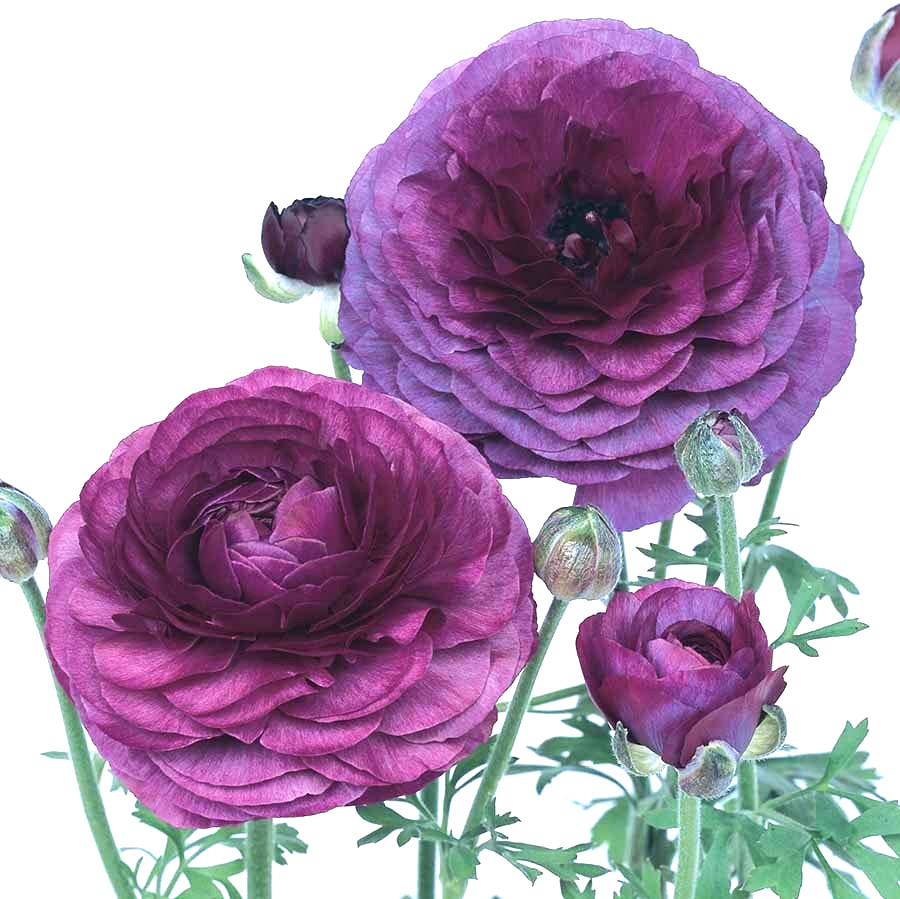 Purple Ranunculus Flowers 14 Bulbs Peony Rose Corms Wedding Flower Garden Plants