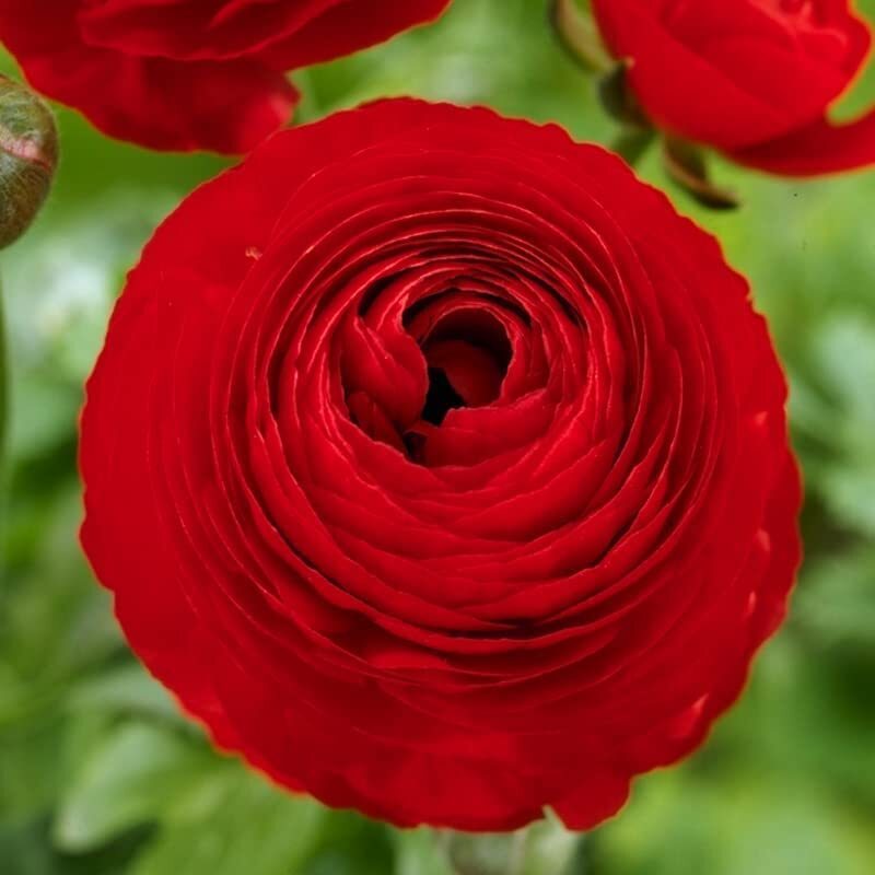 Red Ranunculus Bulbs for Planting – (10 Bulbs)