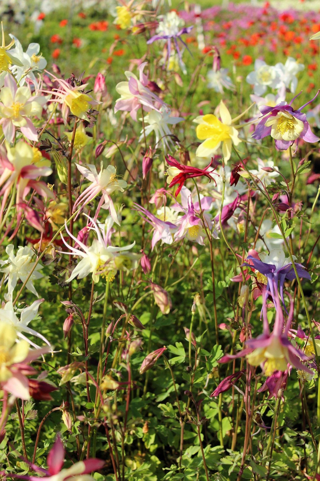 50 Mixed Colors MCKANAS GIANT COLUMBINE Aquilegia Vulgaris Flower Seeds