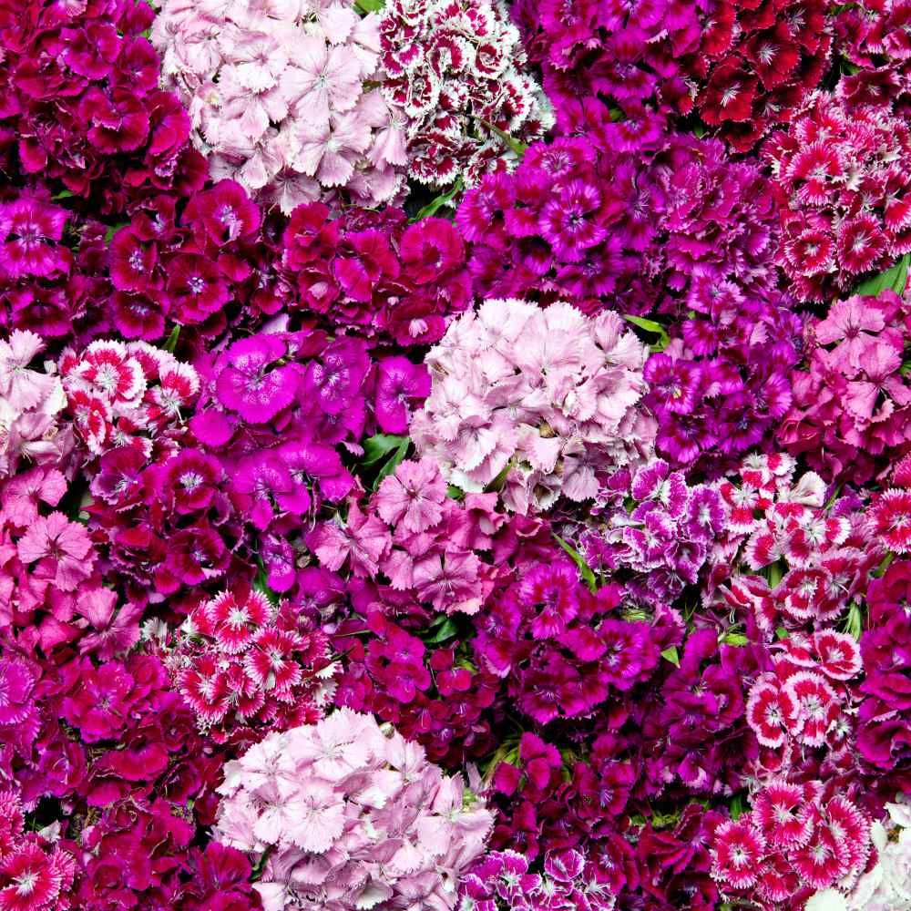 5 LBS Dianthus Sweet William Seed Mix For Planting | Xeriscape Landscaping