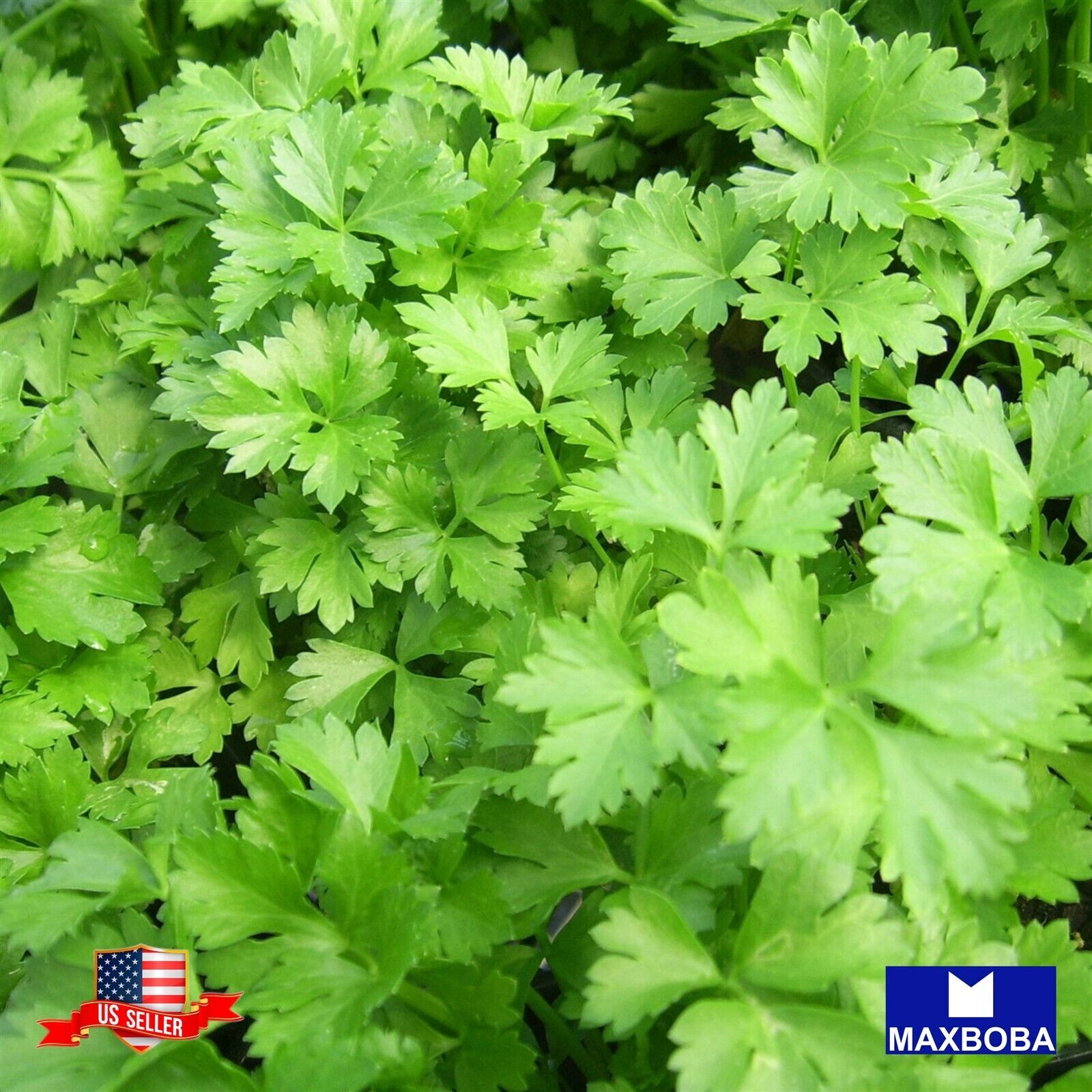Non-GMO 1800+ Parsley Seeds – Plain or Single / Heirloom / BOGO 50% OFF