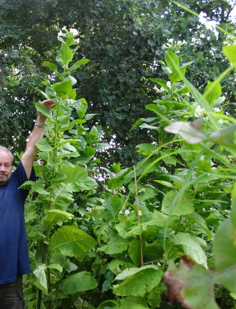 HEIRLOOM TURKISH BLACK SEA BASMA 2000+ SEEDS BEST AROMATIC ORIENTAL TOBACCO 2023