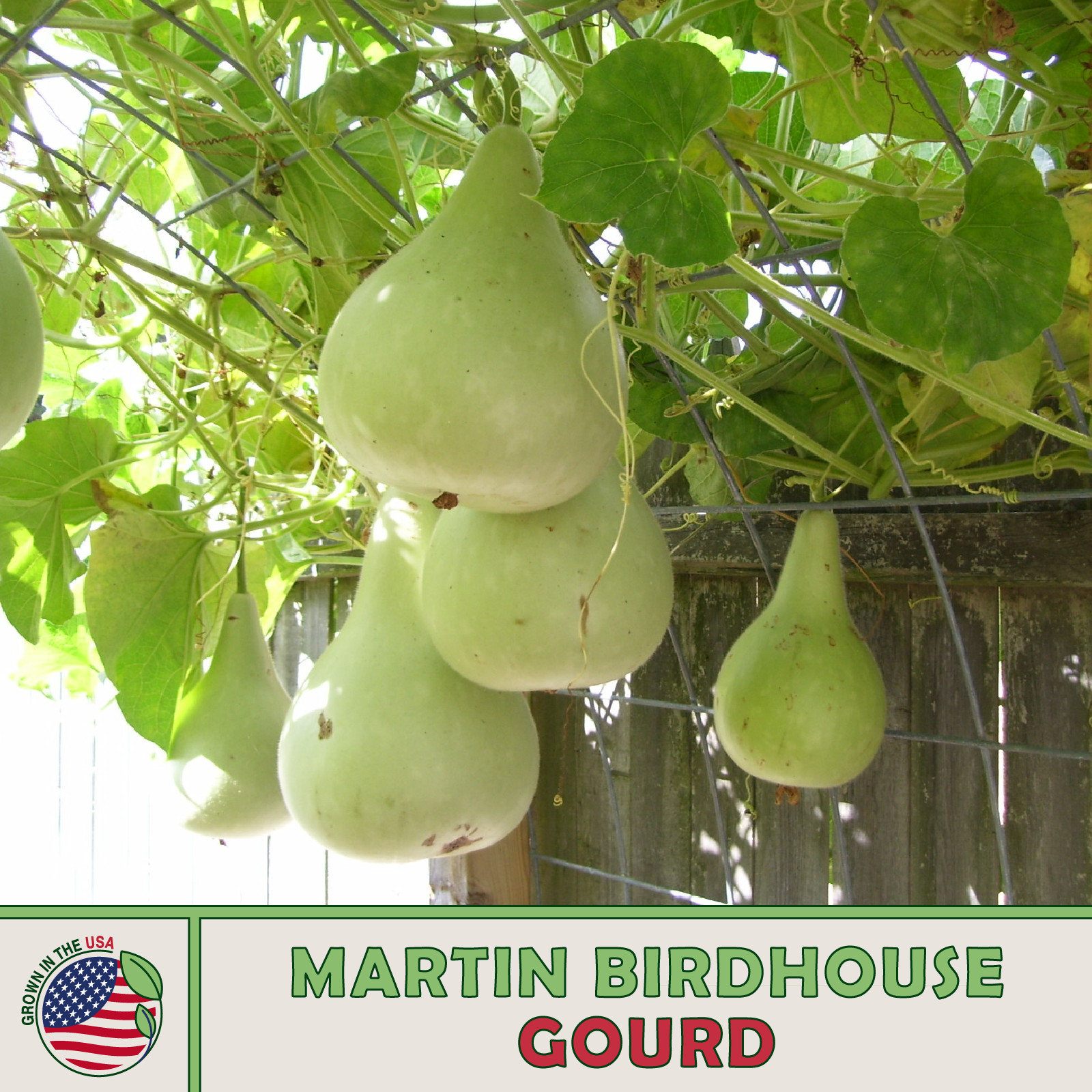 10 Martin Birdhouse Gourd Seeds, Heirloom, Non-GMO, Genuine USA
