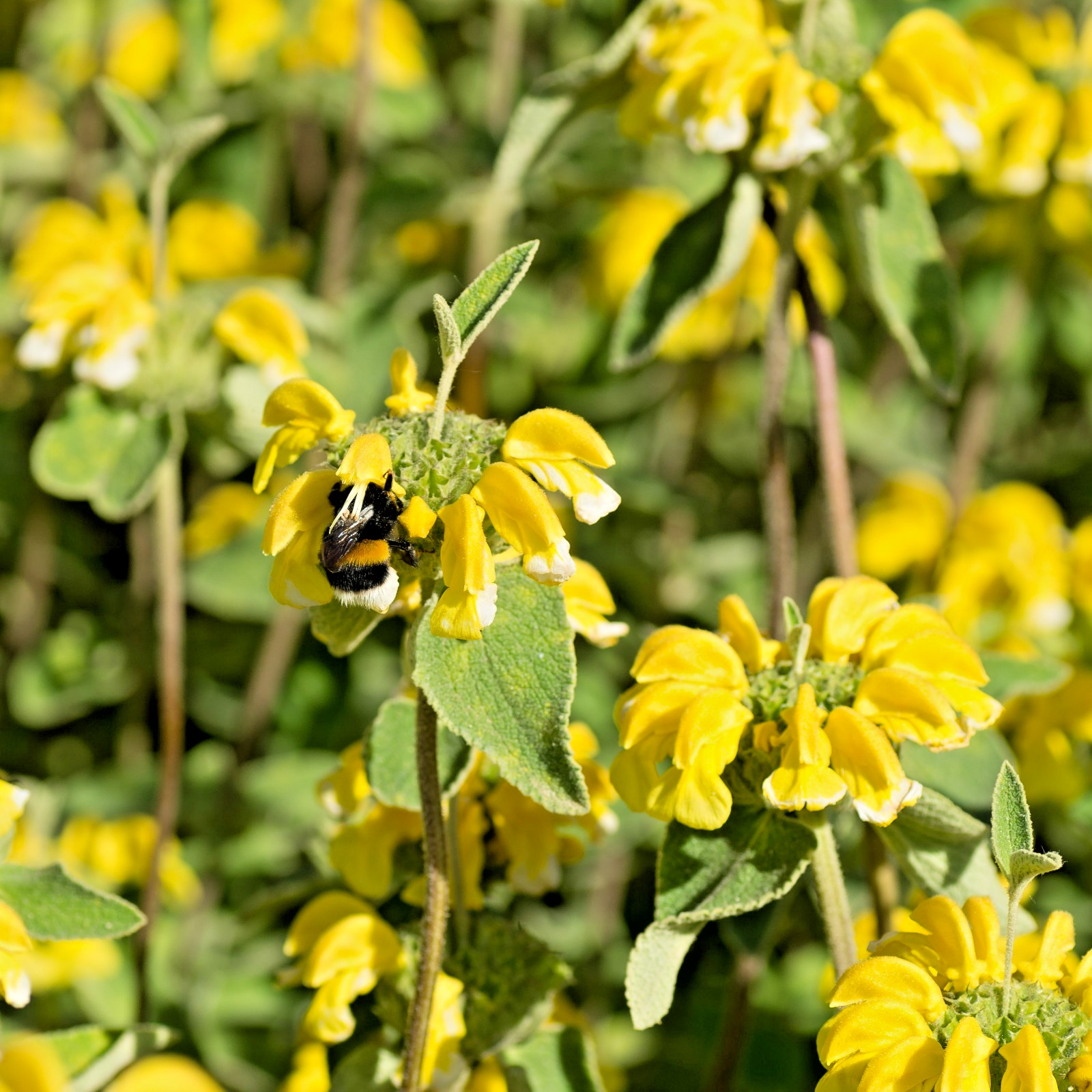 bright yellow phlomis 50 seeds Jerusalem sage, phlomis russeliana