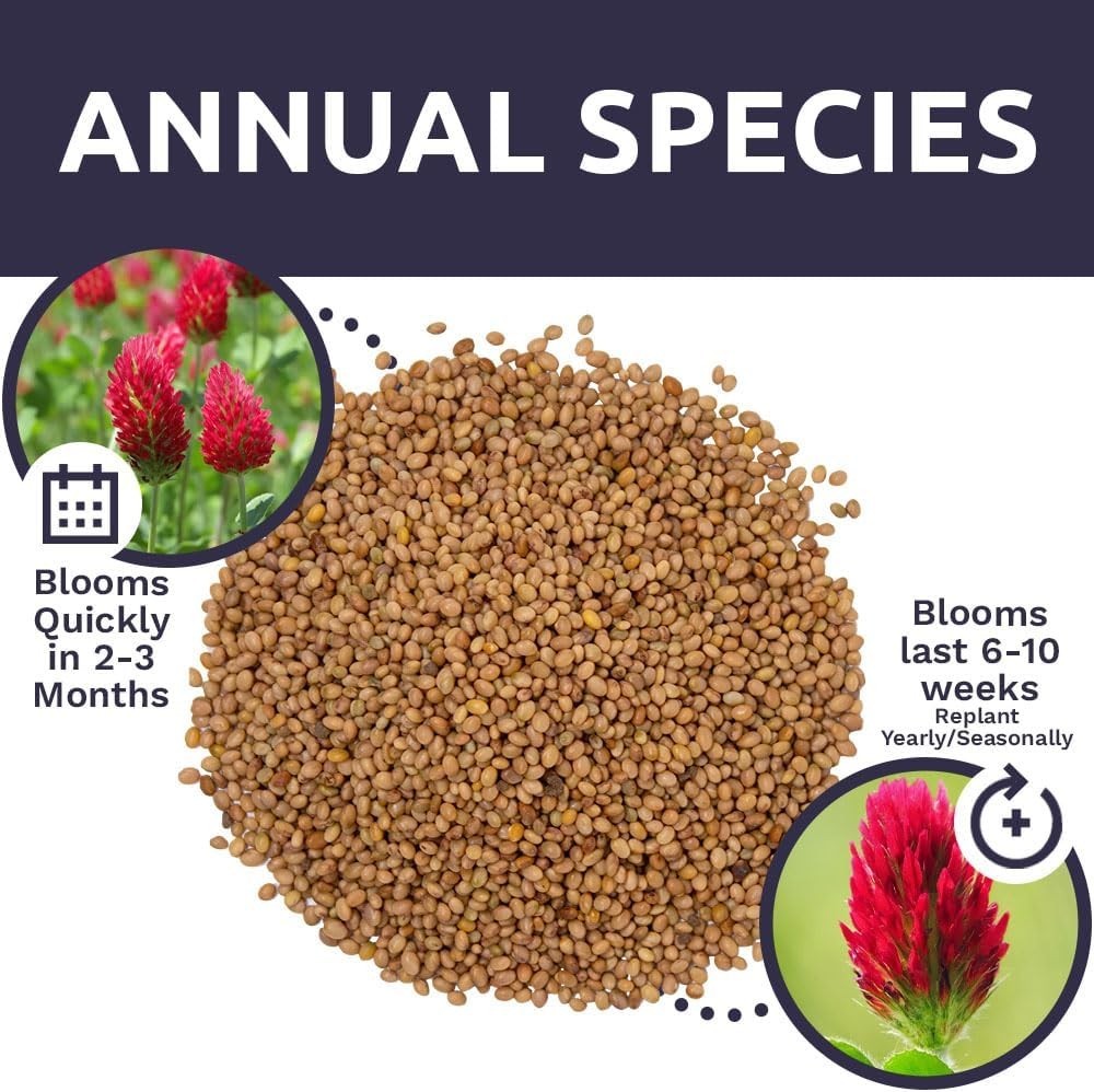 Crimson Clover Seeds for Planting – Bulk 5 Pounds – Over 400,000 Open Pollina…