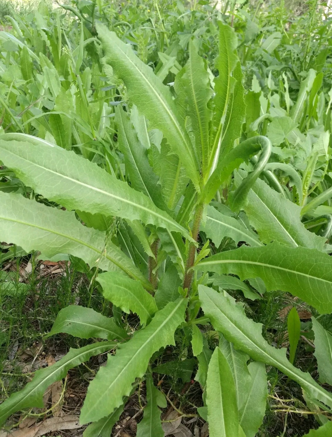 Wild Lettuce SEEDS (Lactuca Serriola)